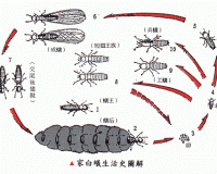 黃岐中南花園除白螞蟻公司防治白蟻-衛(wèi)家免費(fèi)上門(mén)檢查